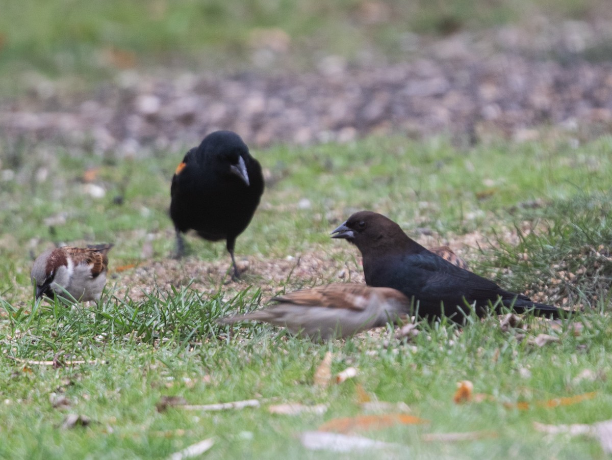 Brown-headed Cowbird - ML627792096