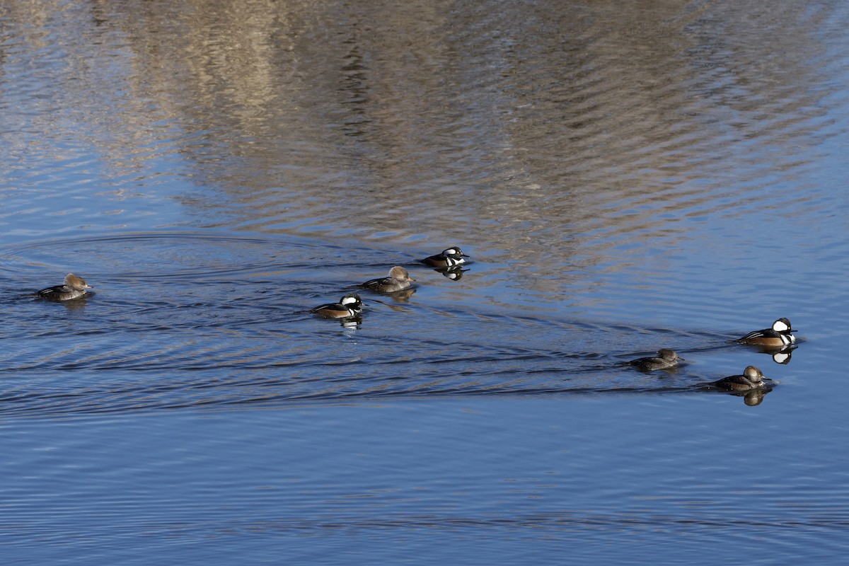 Hooded Merganser - ML627792114