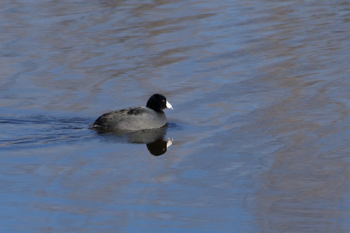 American Coot - ML627792118