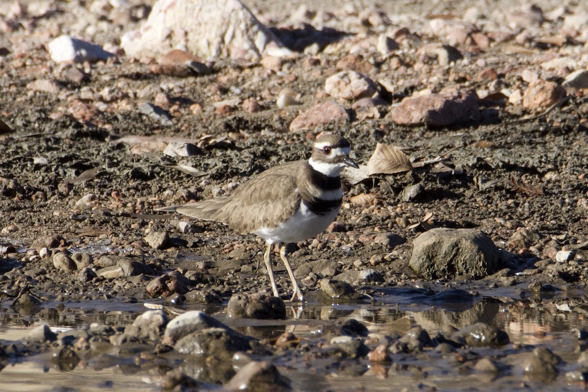 Killdeer - ML627792120