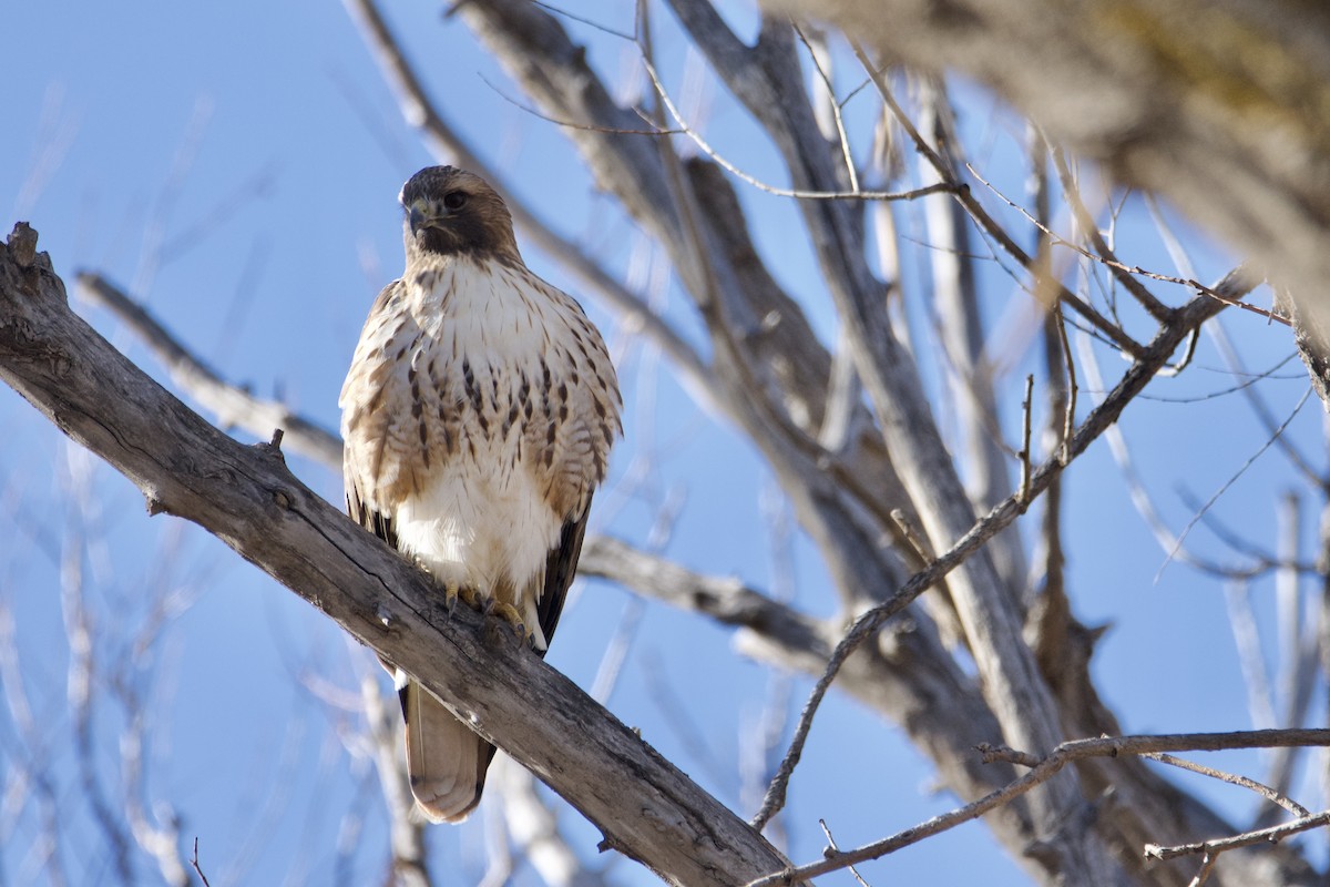 Red-tailed Hawk - ML627792123