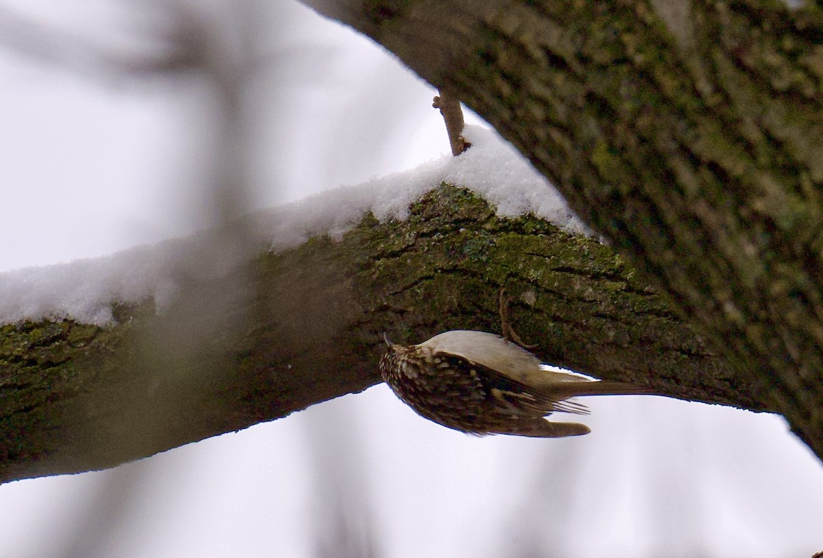 Brown Creeper - ML627792125