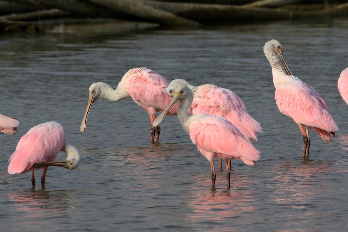 Roseate Spoonbill - ML627792164