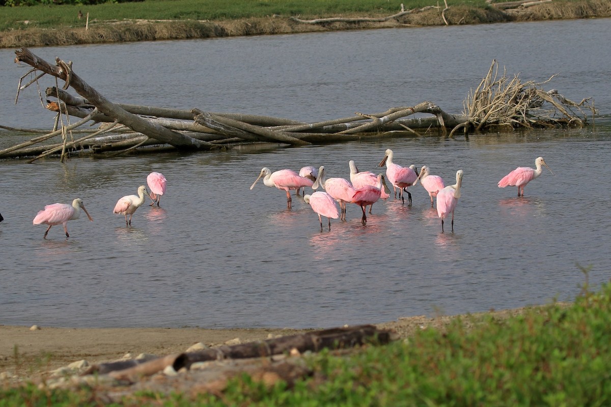 Roseate Spoonbill - ML627792168