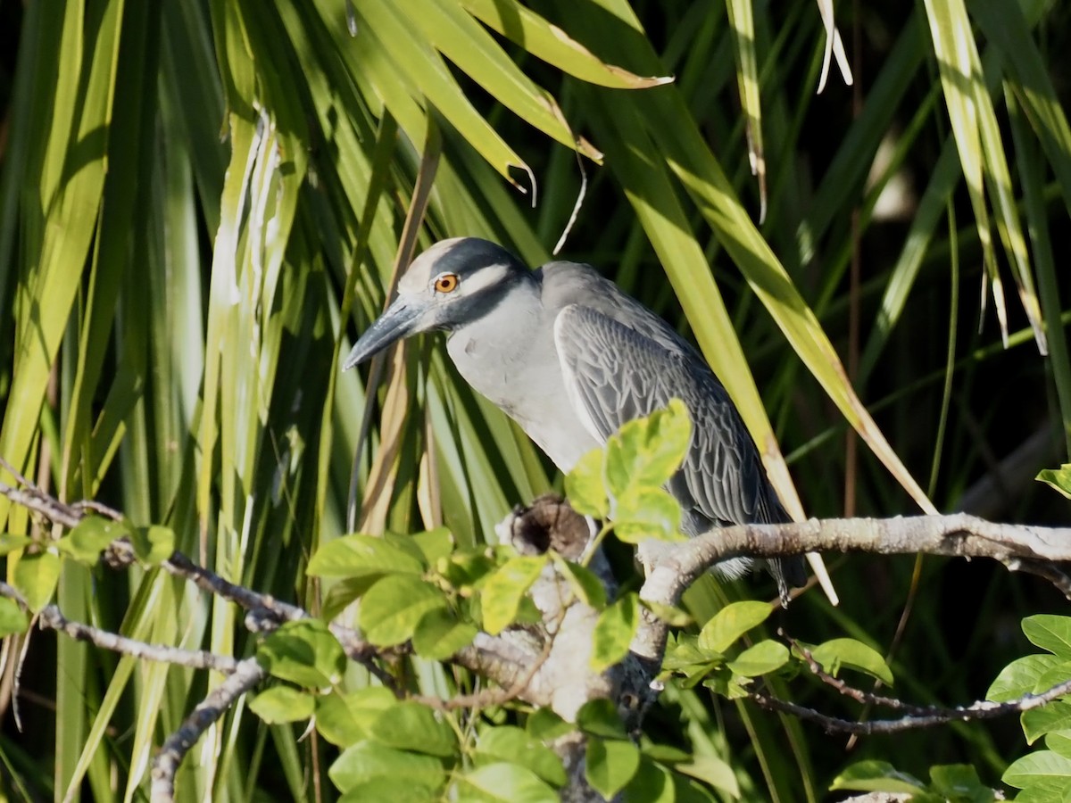 Yellow-crowned Night Heron - ML627792175