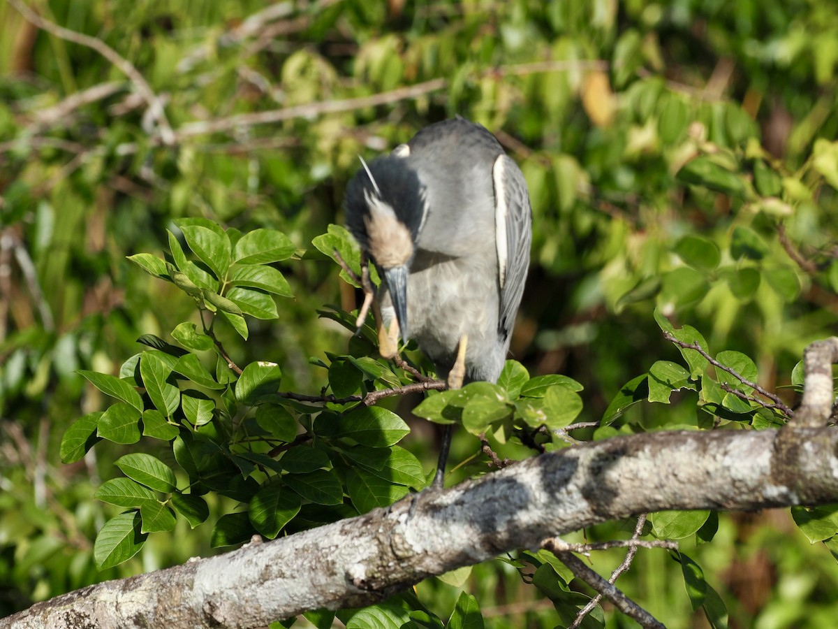 Yellow-crowned Night Heron - ML627792176