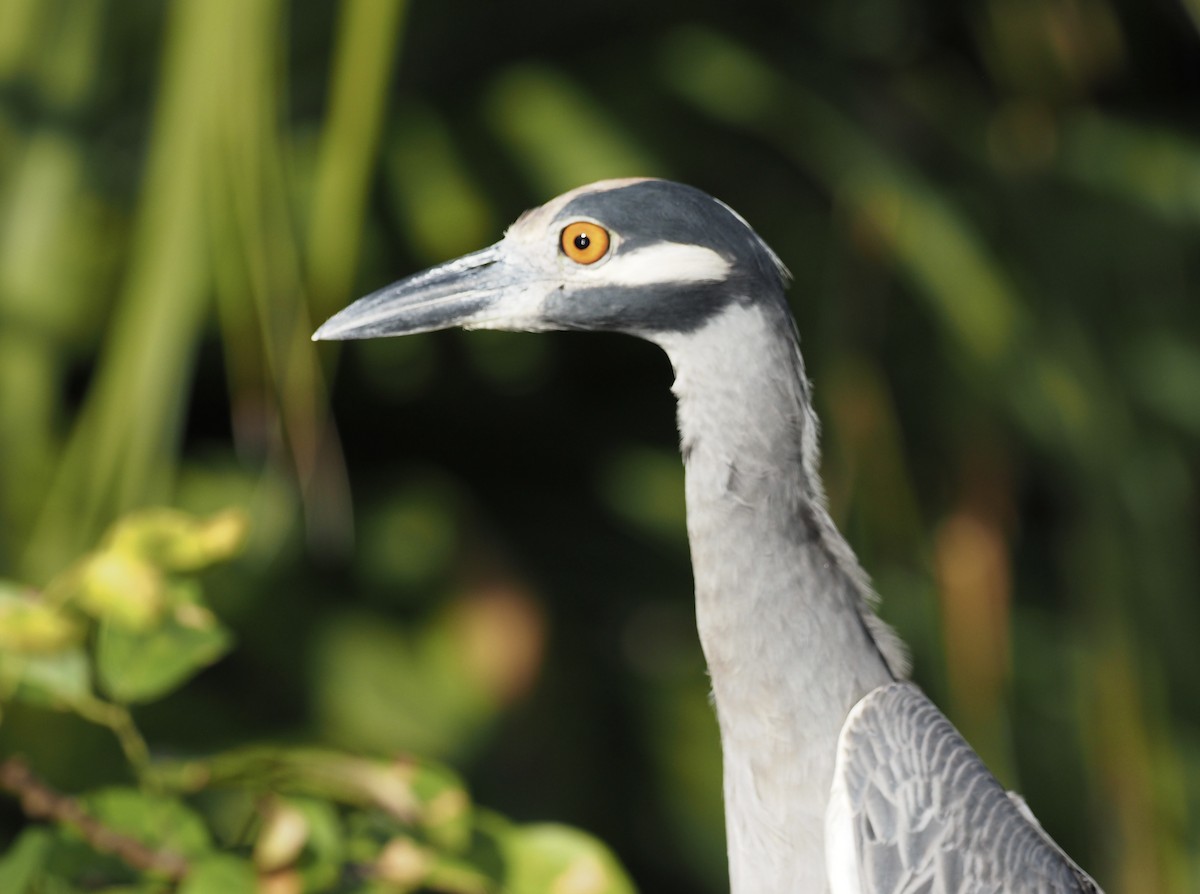 Yellow-crowned Night Heron - ML627792177