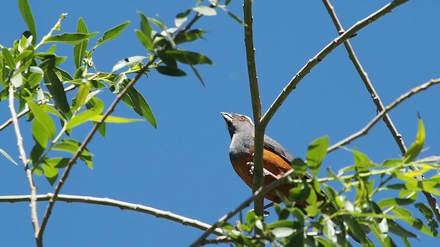 Rufous-bellied Mountain Tanager - ML627792200