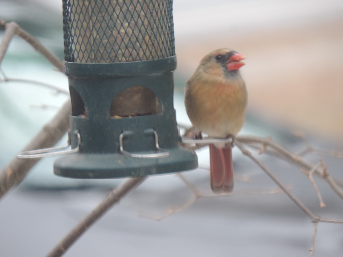 Northern Cardinal - ML627792214