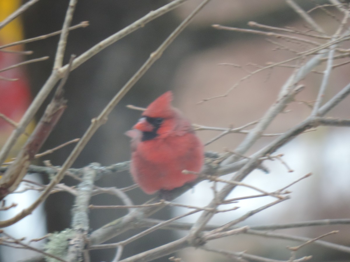 Northern Cardinal - ML627792218