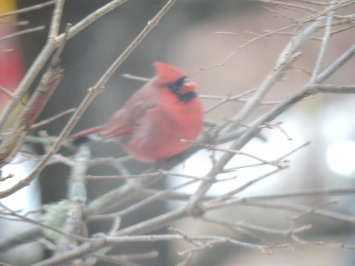 Northern Cardinal - ML627792219