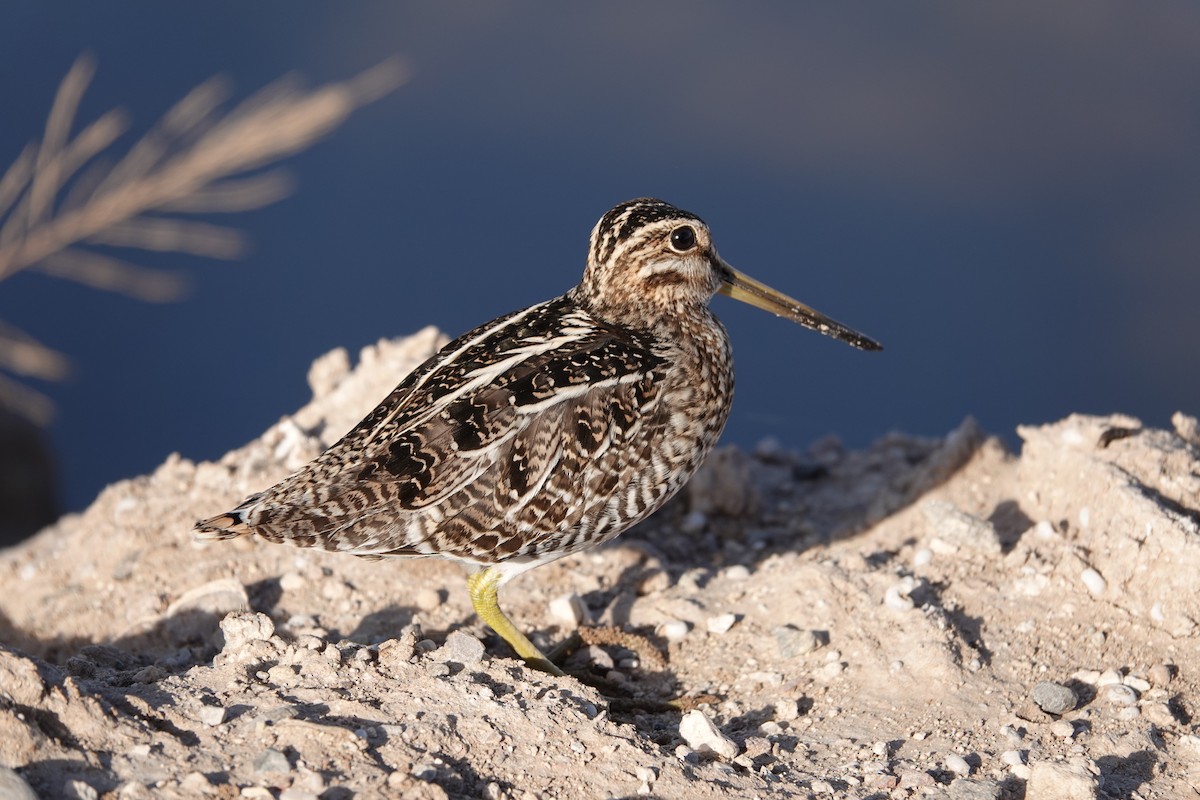 Wilson's Snipe - ML627792273