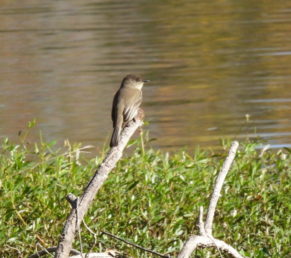 Eastern Phoebe - ML627792280