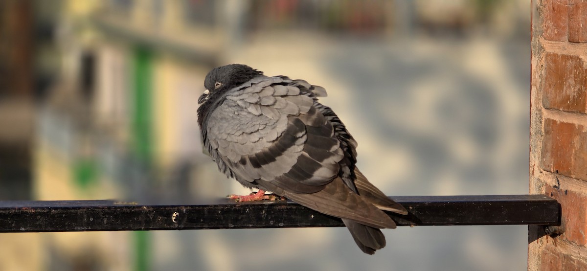 Rock Pigeon (Feral Pigeon) - ML627792329