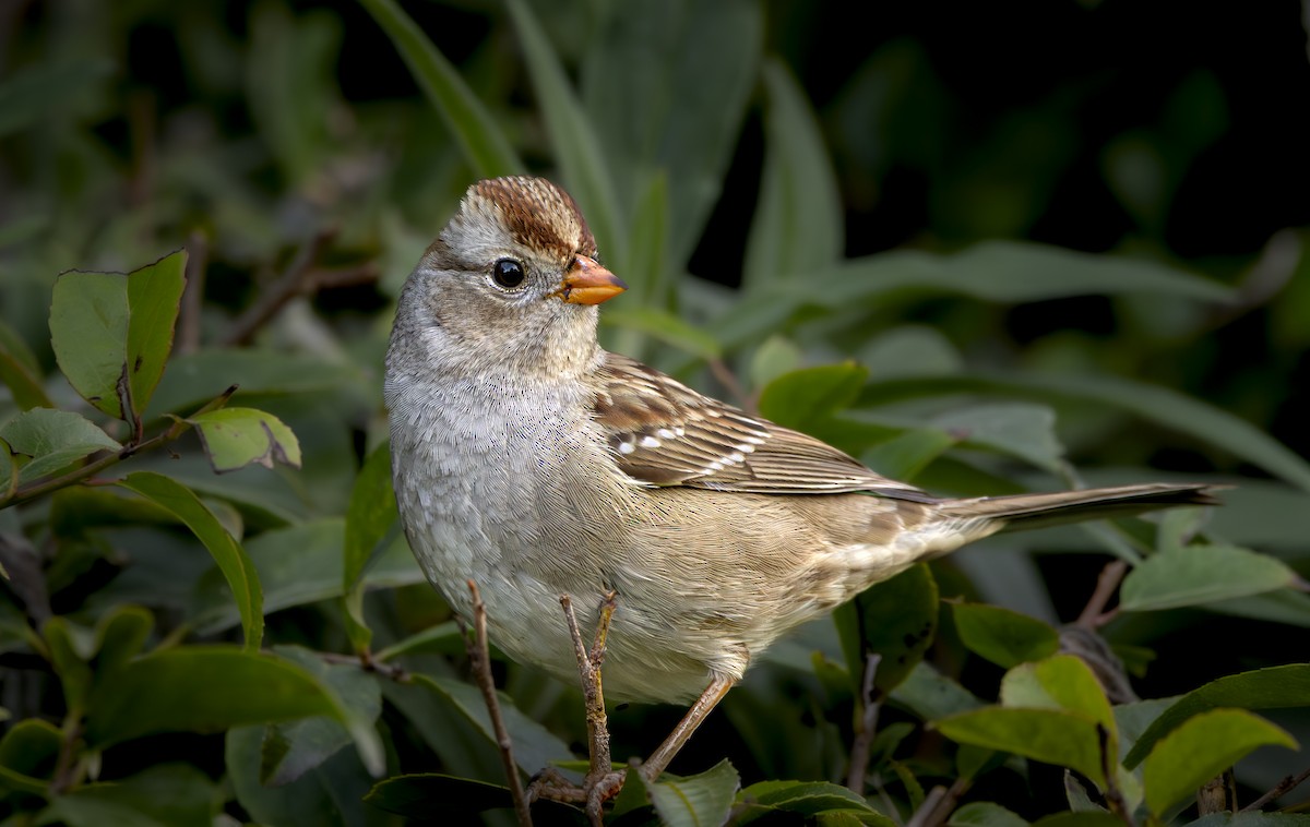 White-crowned Sparrow - ML627792330