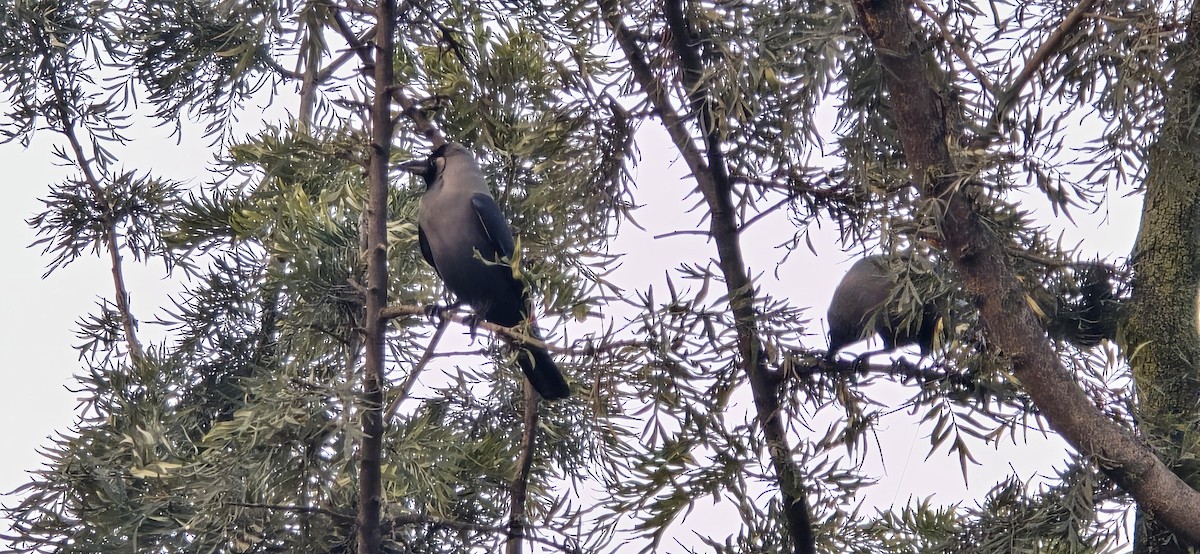 House Crow - ML627792343