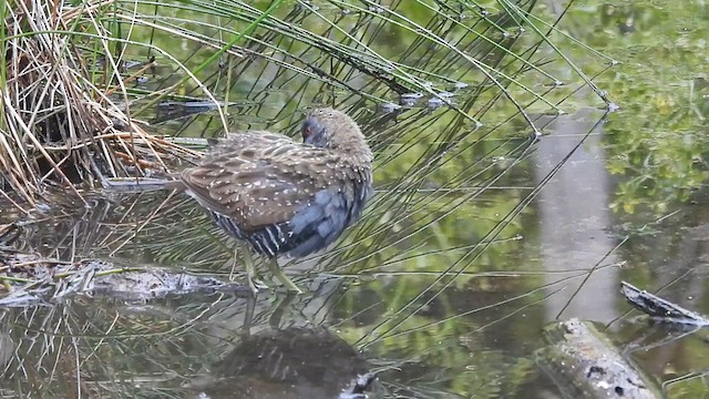 Australian Crake - ML627792344