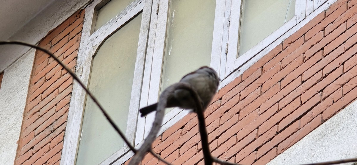 House Sparrow - ML627792362