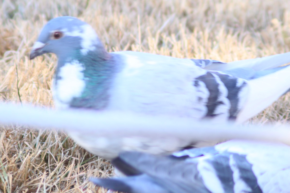 Rock Pigeon (Feral Pigeon) - ML627792403