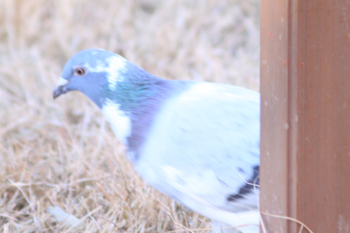 Rock Pigeon (Feral Pigeon) - ML627792405