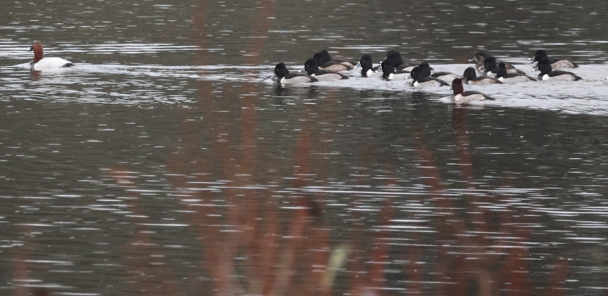 Ring-necked Duck - ML627792461