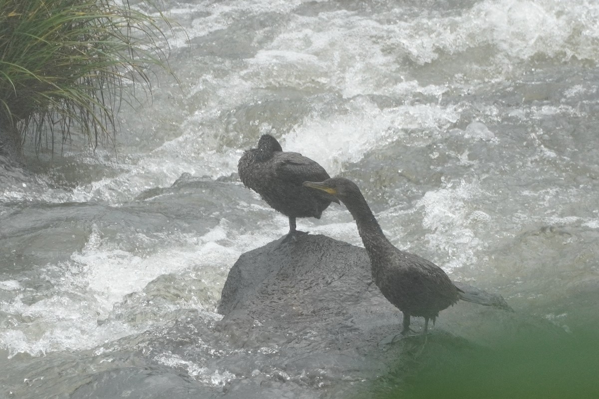 Neotropic Cormorant - ML627792491