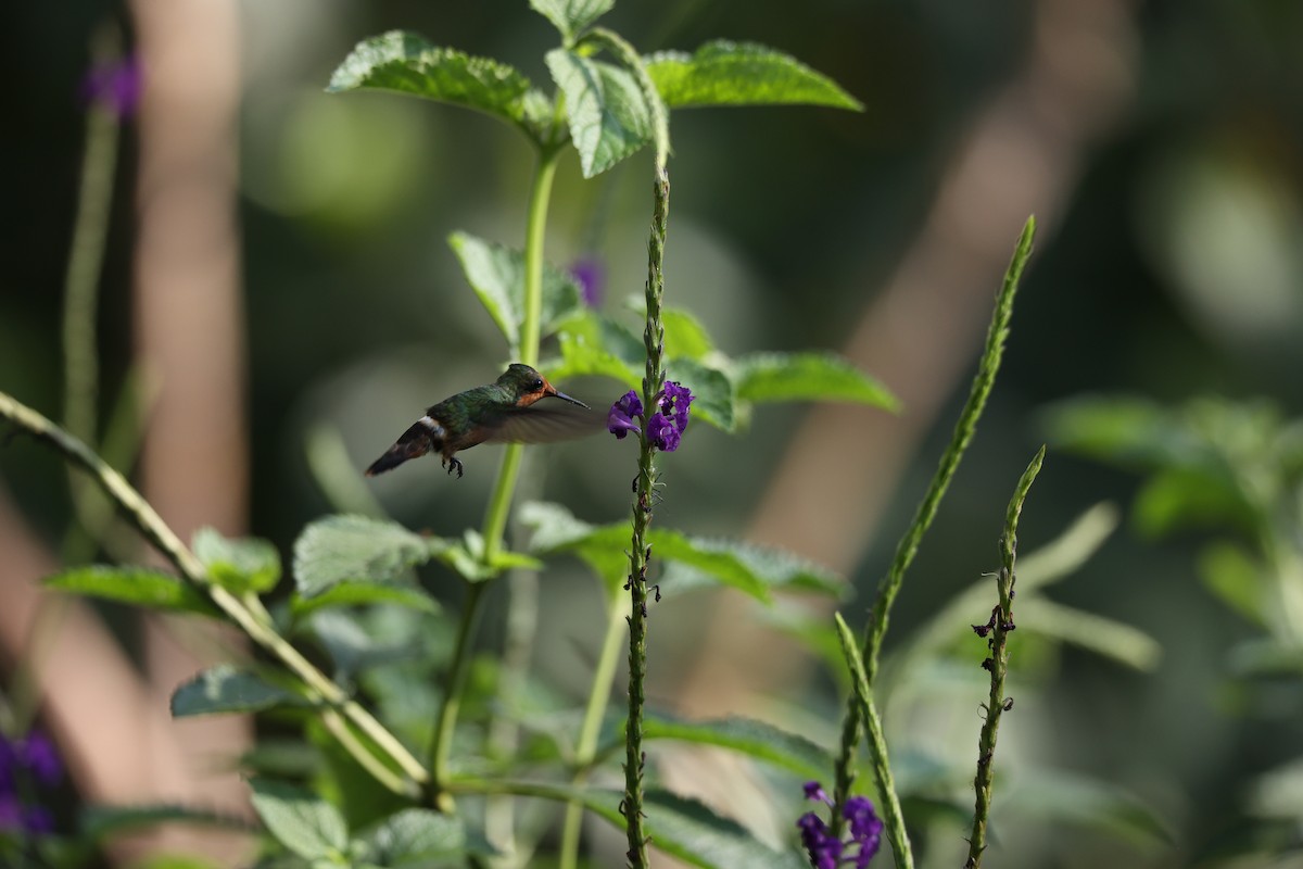 Rufous-crested Coquette - ML627792498