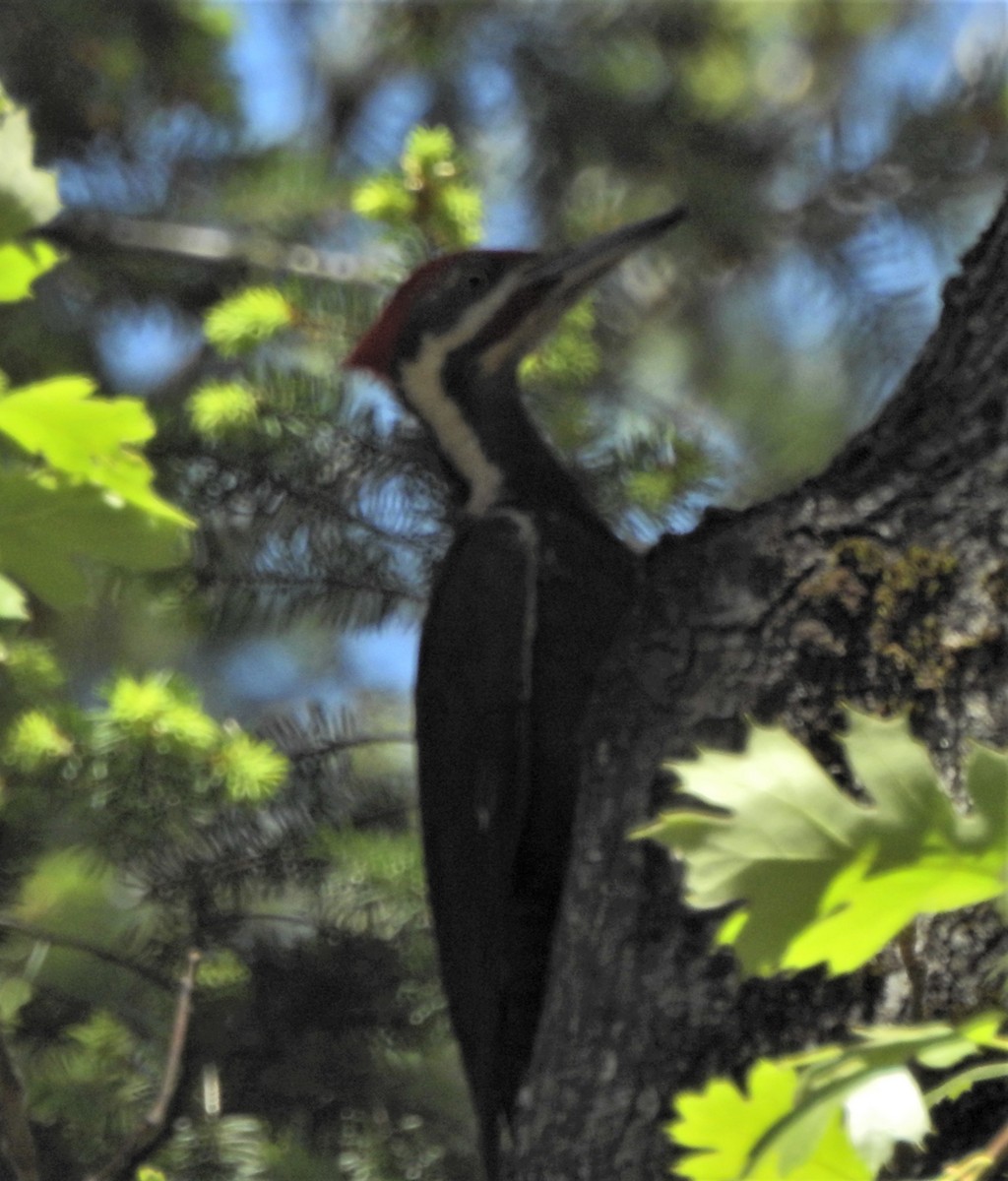 Pileated Woodpecker - ML627792513