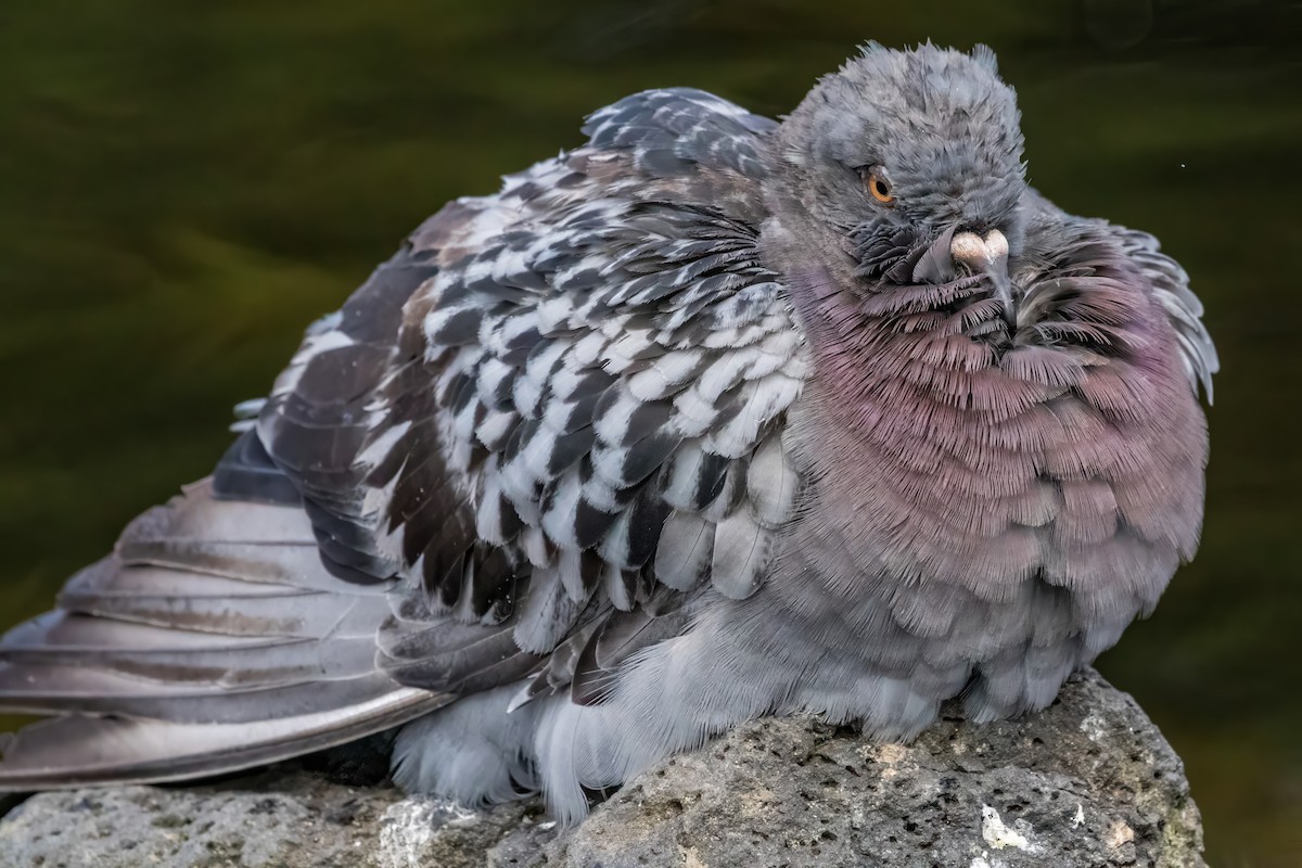 Rock Pigeon (Feral Pigeon) - ML627792593