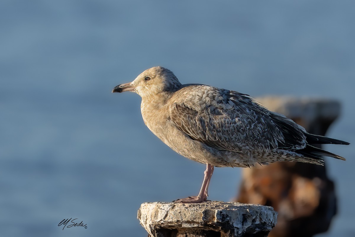 American Herring Gull - ML627792596