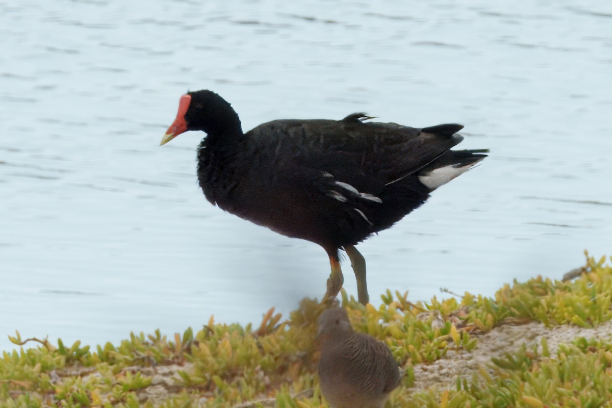 Common Gallinule (Hawaiian) - ML627792629