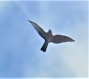 Prairie Falcon - ML627792656