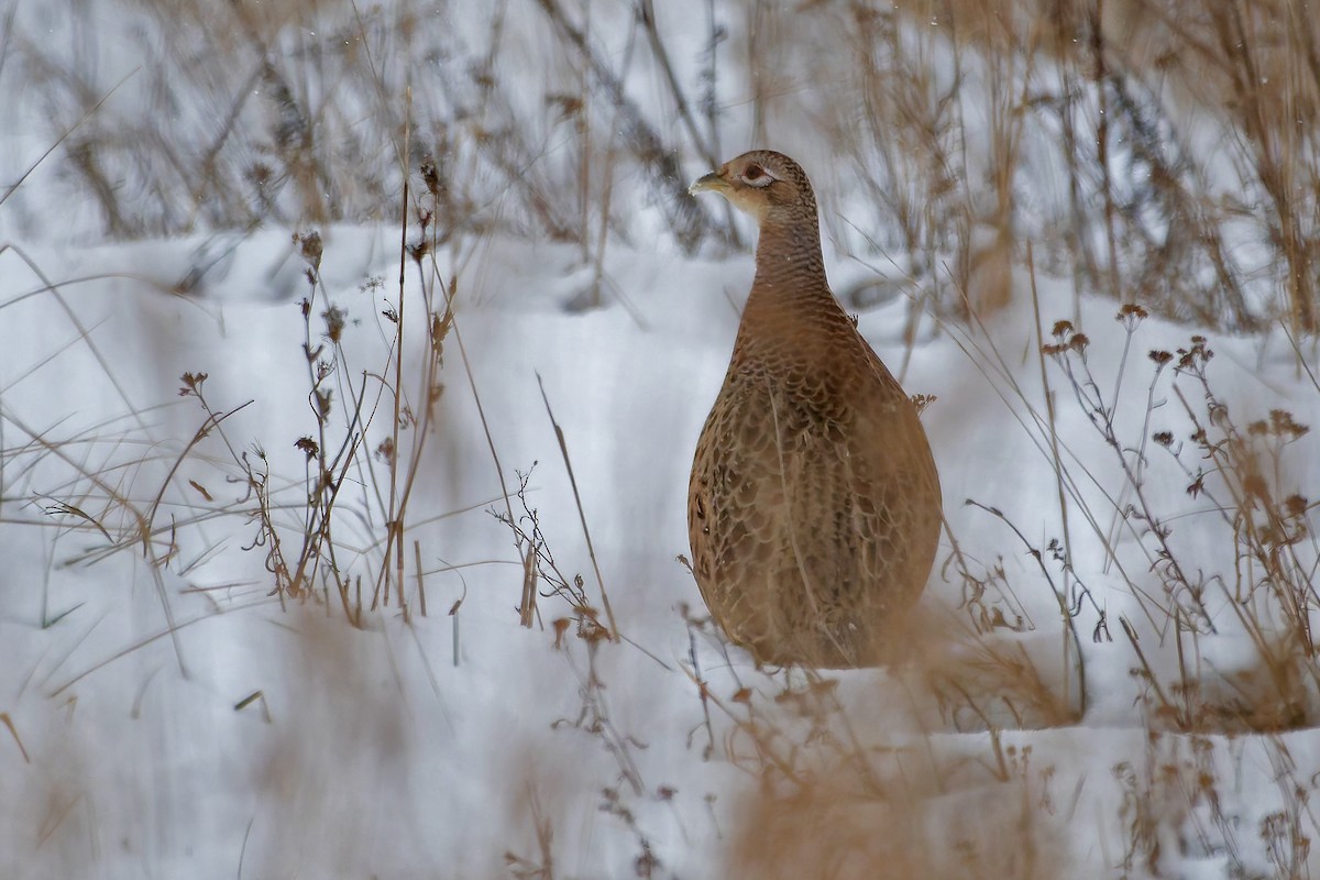 Ring-necked Pheasant - ML627792665