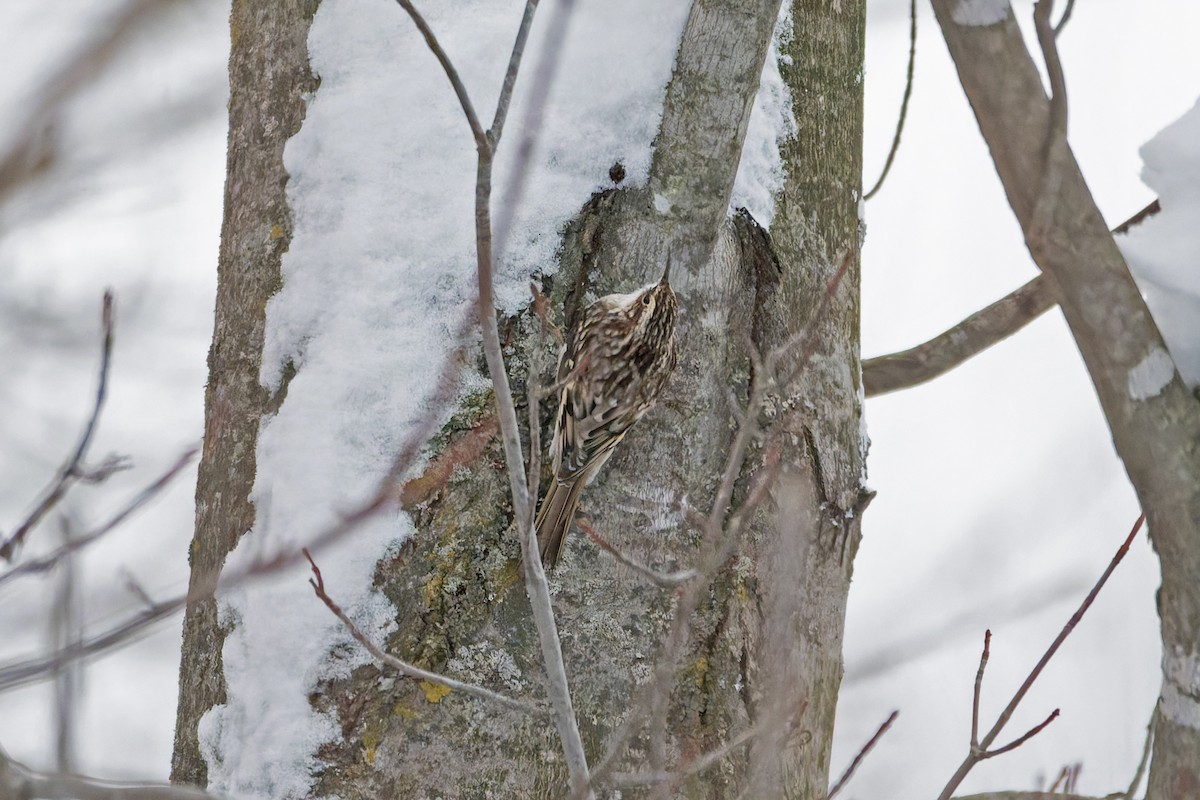 Brown Creeper - ML627792674