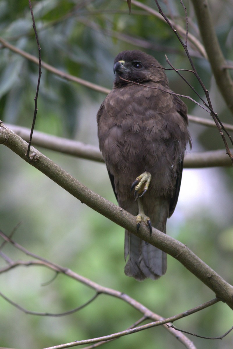 Hawaiian Hawk - ML627792678