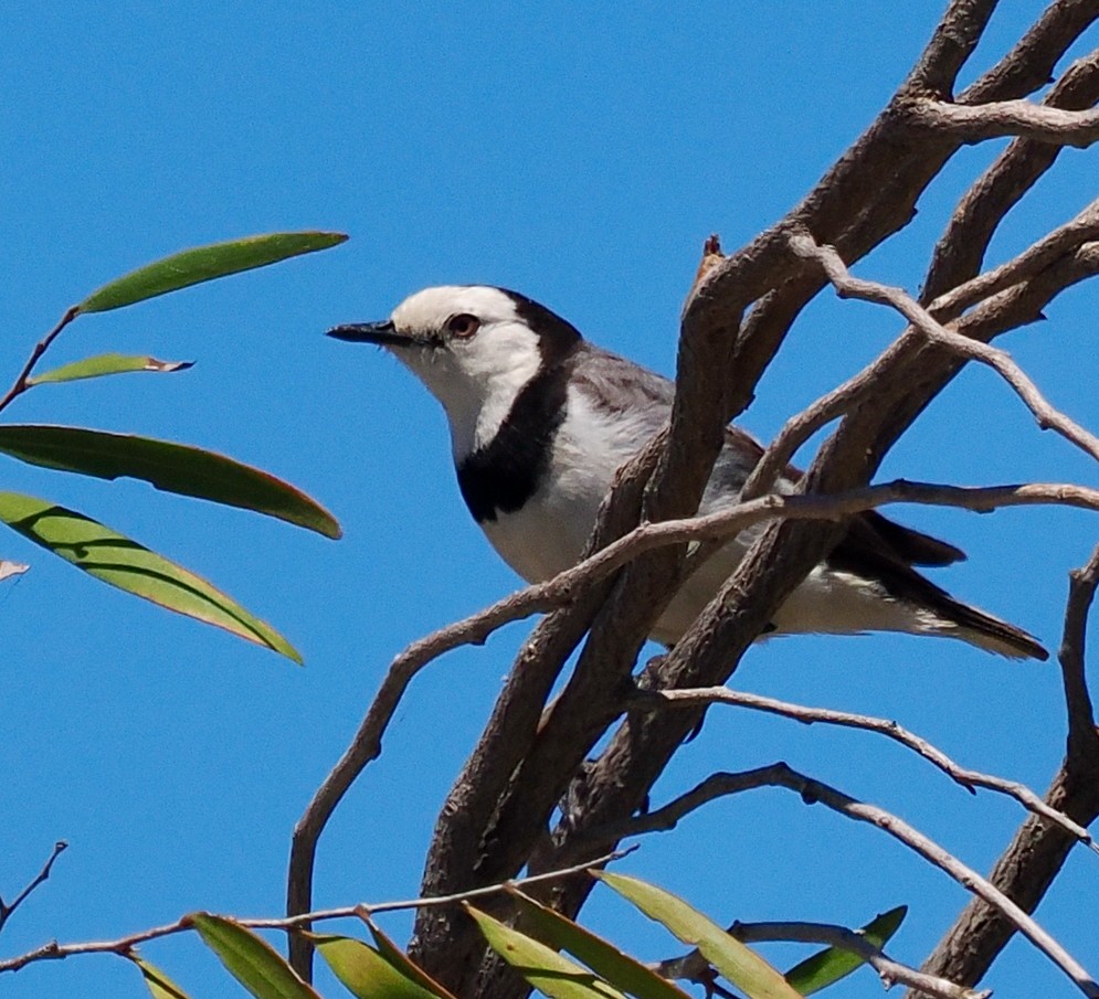 White-fronted Chat - ML627792679