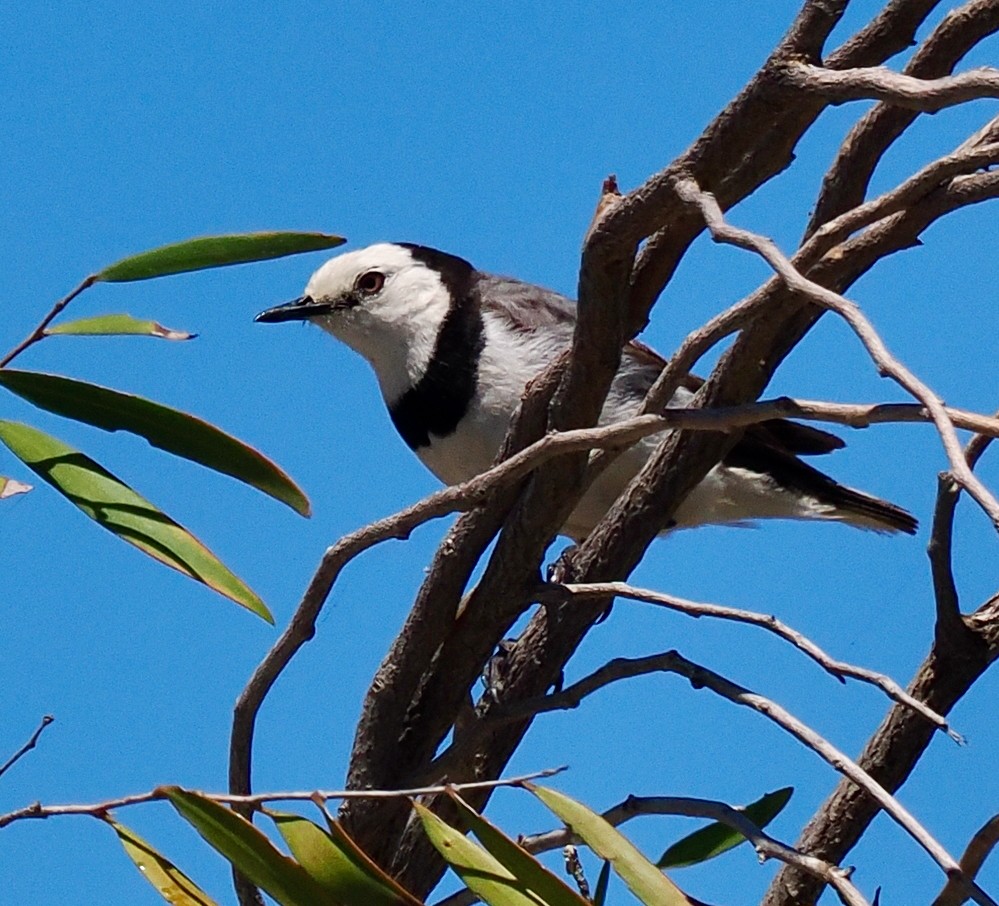 White-fronted Chat - ML627792680