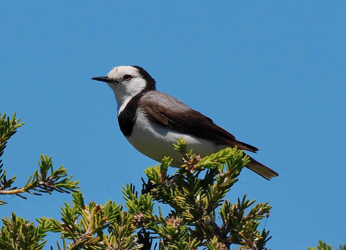 White-fronted Chat - ML627792681