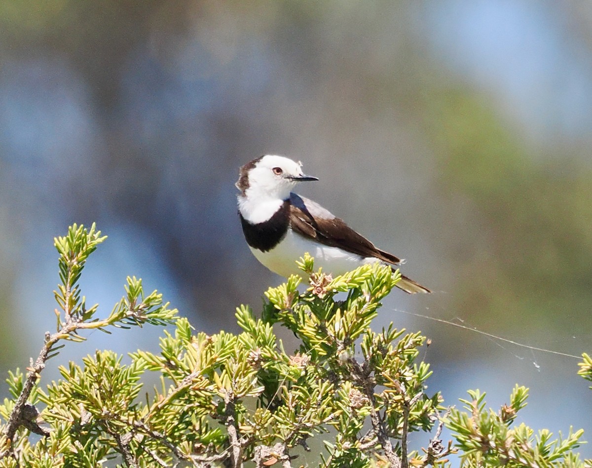 White-fronted Chat - ML627792682