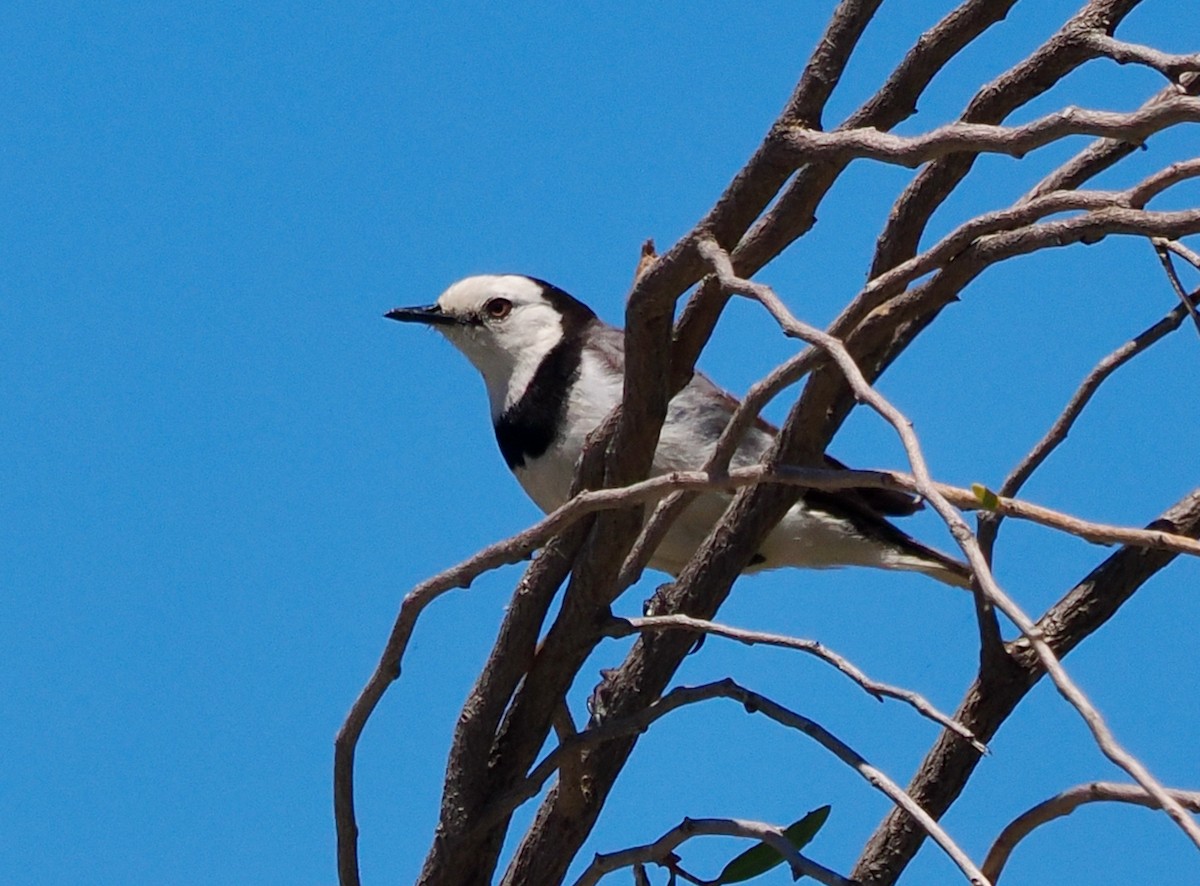 White-fronted Chat - ML627792683