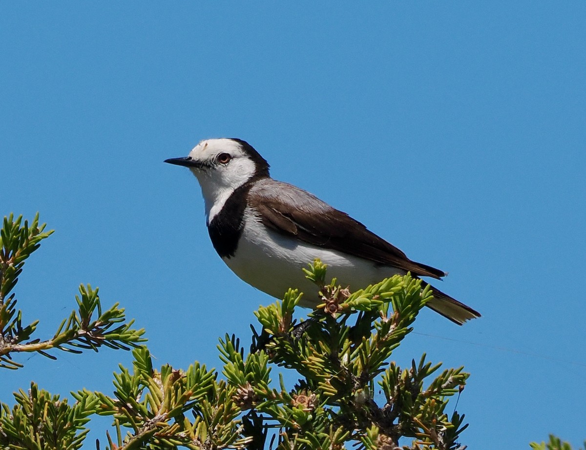 White-fronted Chat - ML627792684