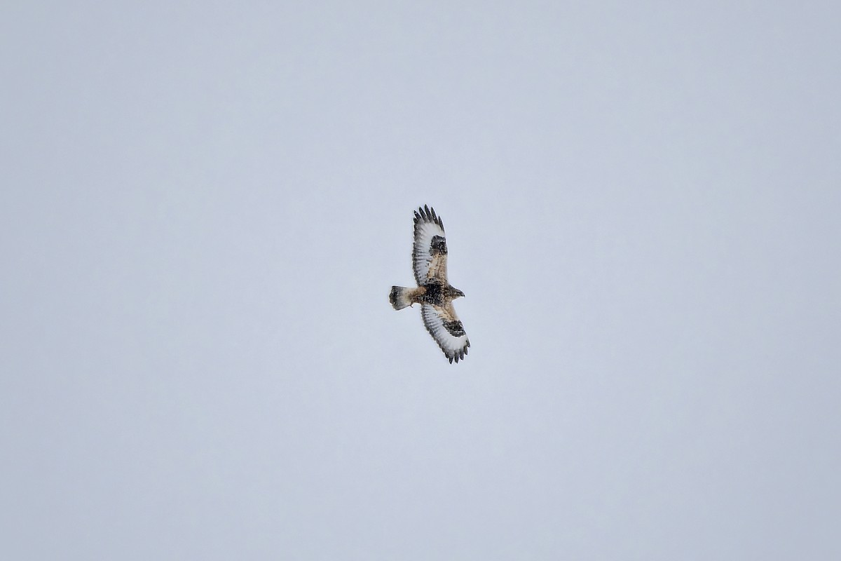 Rough-legged Hawk - ML627792688