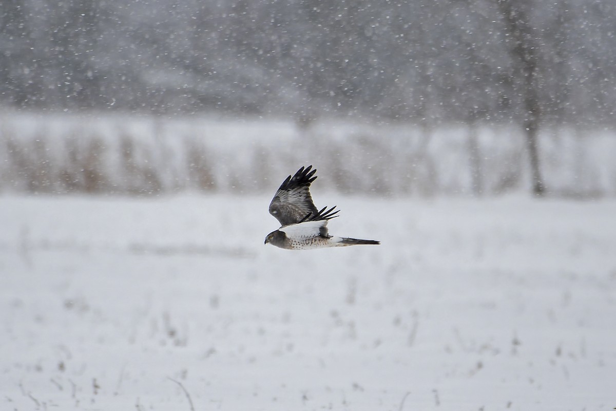 Northern Harrier - ML627792689