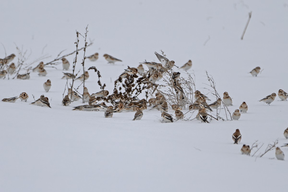 Snow Bunting - ML627792703