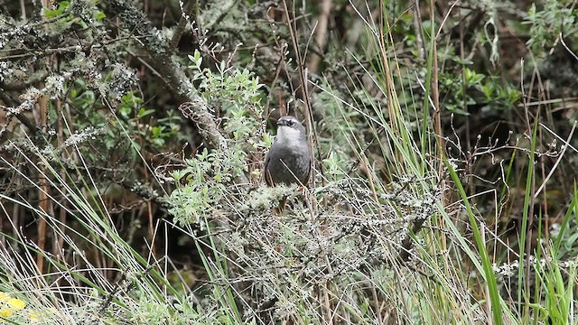 Zimmer's Tapaculo - ML627792706