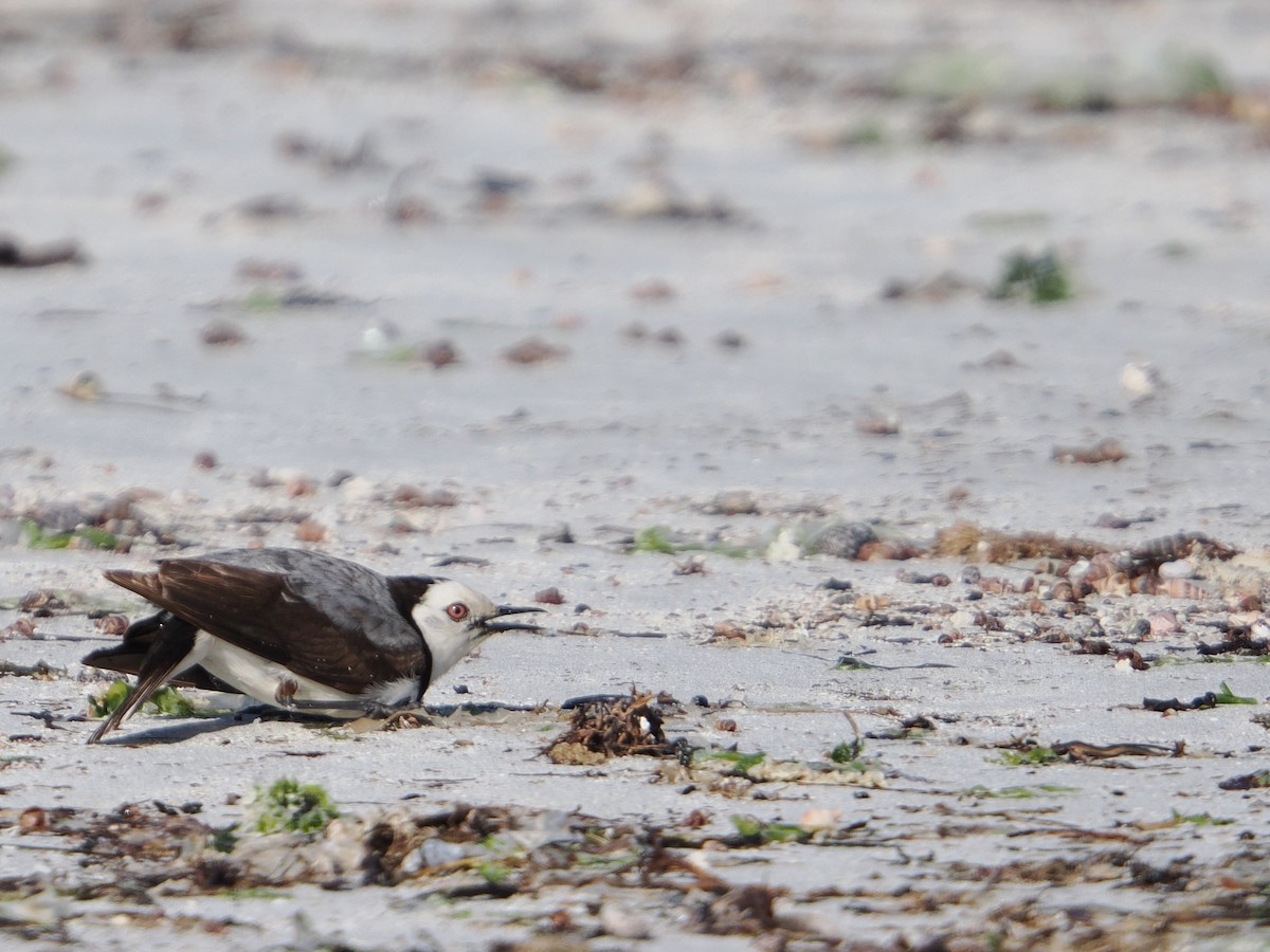 White-fronted Chat - ML627792711