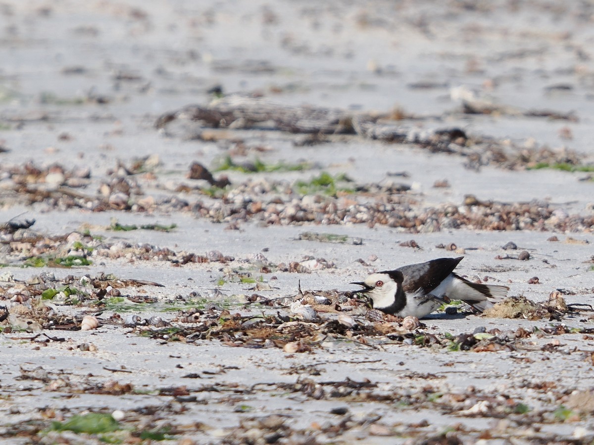 White-fronted Chat - ML627792712