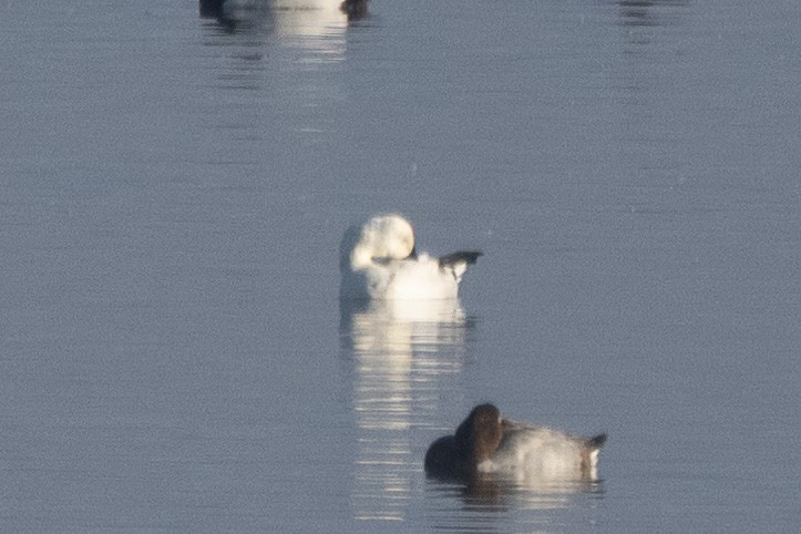 Canvasback - ML627792716