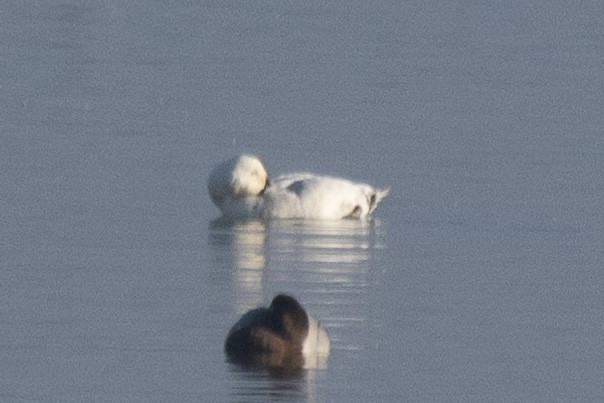 Canvasback - ML627792717