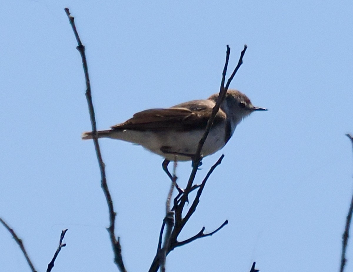 White-fronted Chat - ML627792730